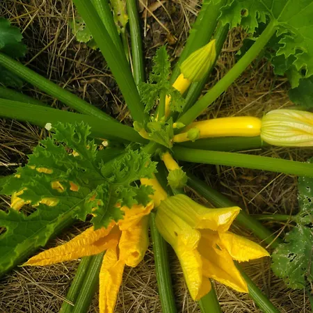 Au Mas De Janita, Et Table D'hotes Guest house 3*