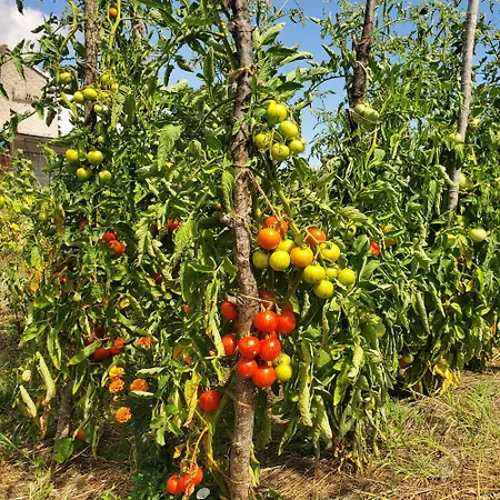 Au Mas De Janita, Et Table D'hotes 3* Cahuzac-sur-Vere