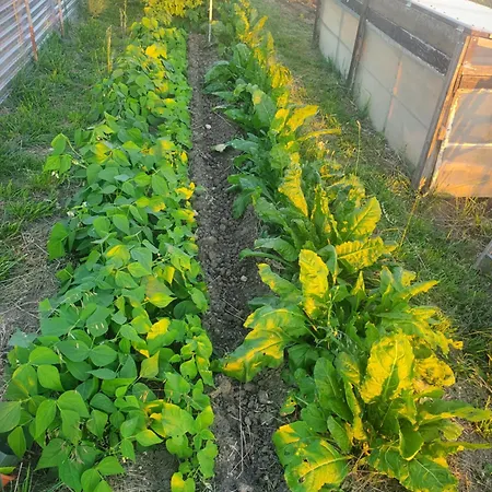 Au Mas De Janita, Et Table D'hotes Guest house