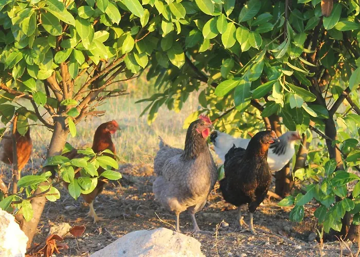 Affittacamere Au Mas De Janita, Et Table D'hotes Cahuzac-sur-Vère