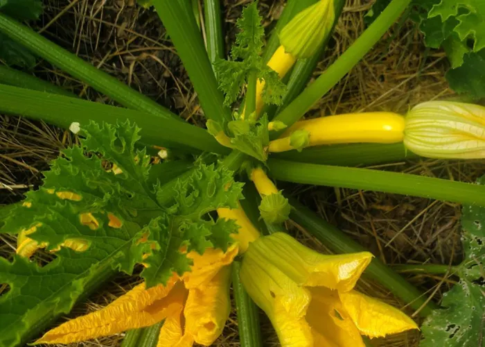 Au Mas De Janita, Et Table D'hotes Affittacamere 3*