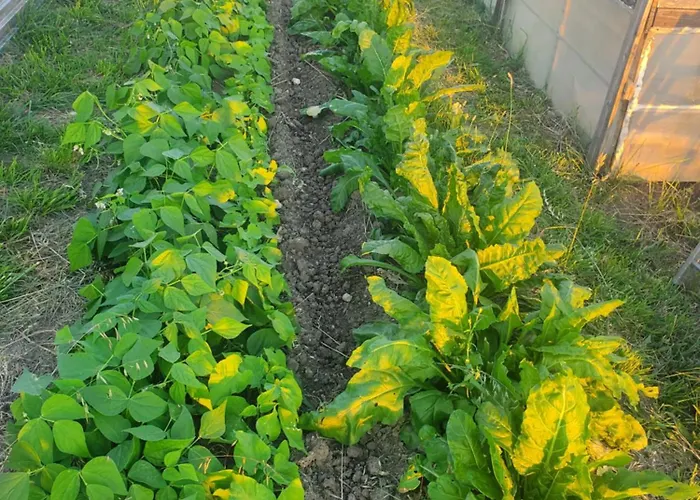 Au Mas De Janita, Et Table D'hotes Affittacamere