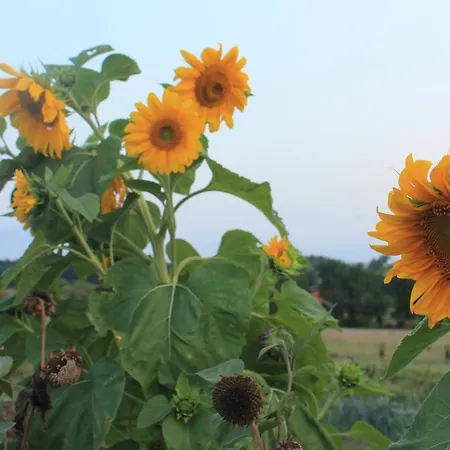 Au Mas De Janita, Et Table D'hotes Konukevi Cahuzac-sur-Vère
