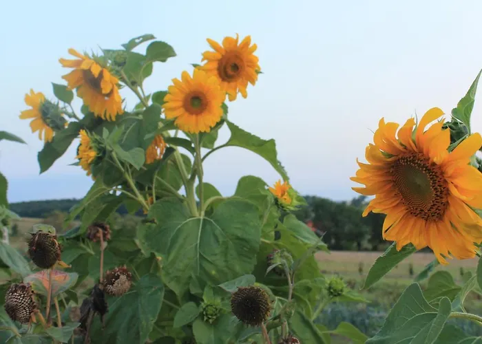 Au Mas De Janita, Et Table D'hotes Gasthof Cahuzac-sur-Vère