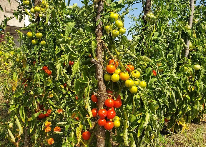 Au Mas De Janita, Et Table D'hotes 3* Cahuzac-sur-Vère